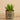 Greenery-Artificial Potted Aloe (Discontinued)-Bloomr