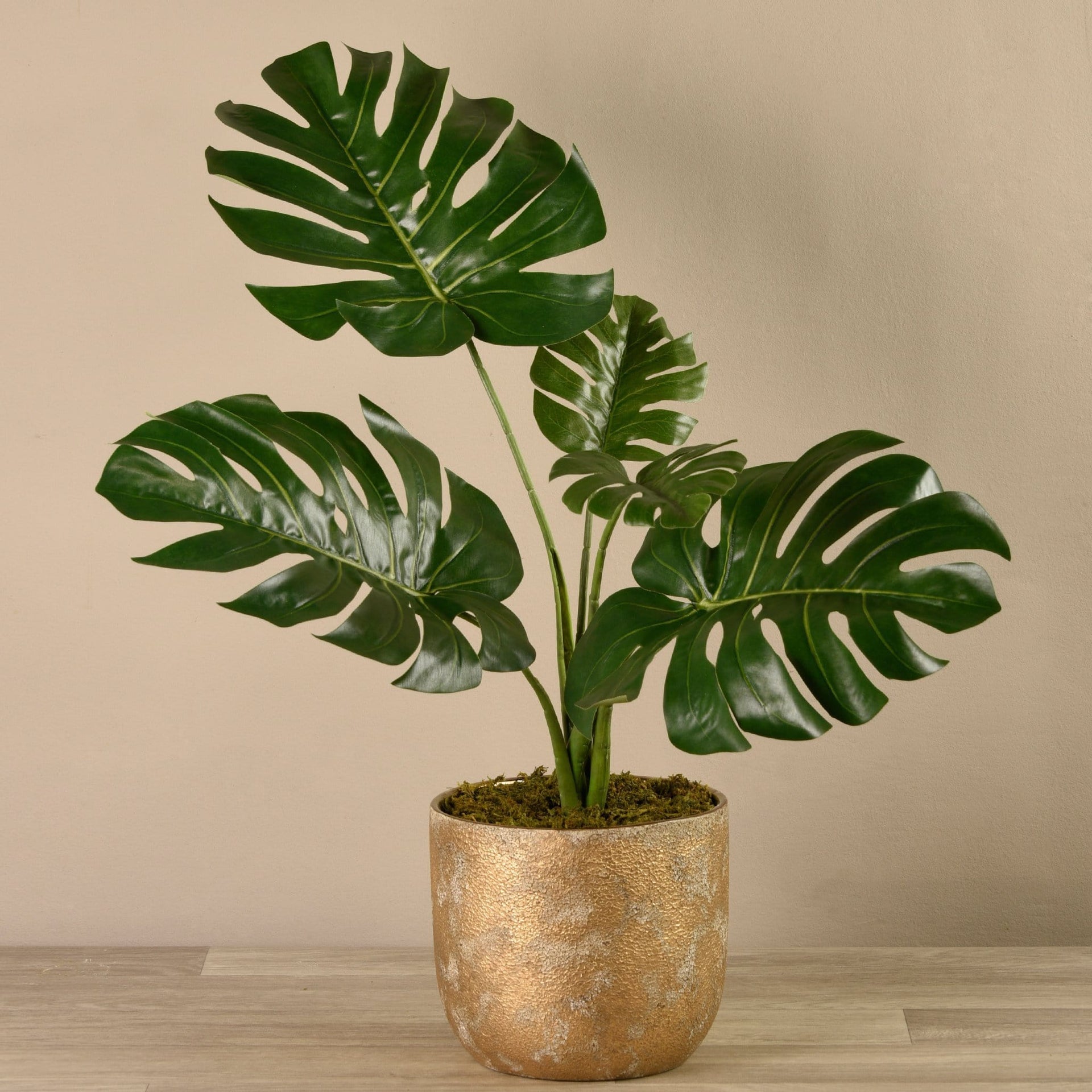 Potted Monstera Plant – Bloomr