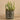 Greenery-Potted Succulent (Discontinued)-Bloomr