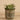 Greenery-Potted Succulent (Discontinued)-Bloomr