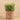 Greenery-Potted Succulent (Discontinued)-Bloomr