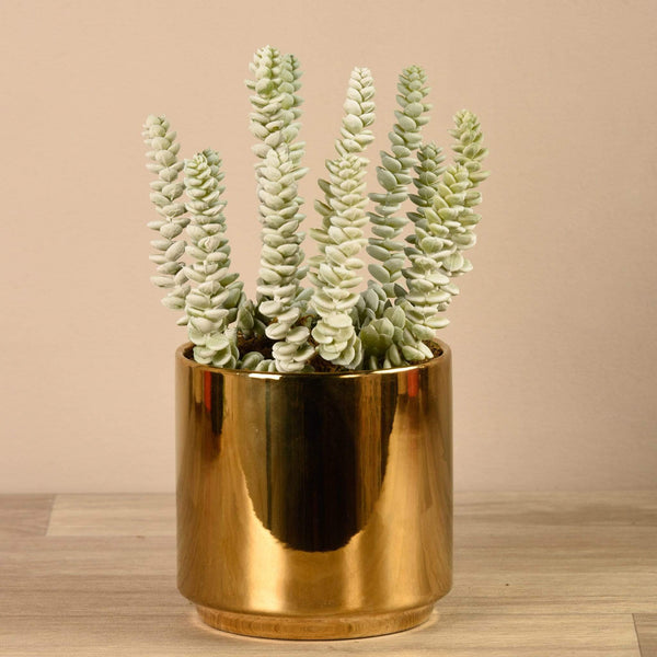 gold pot succulent Succulent in Gold Pot – Bloomr