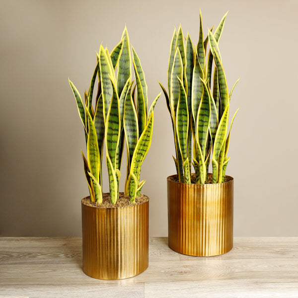 artificial sansevieria plant Artificial Sansevieria Plant – Bloomr