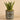 Plants-Potted Aloe (Discontinued)-Bloomr