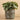 Plants-Artificial Potted Eucalyptus (Discontinued)-Bloomr