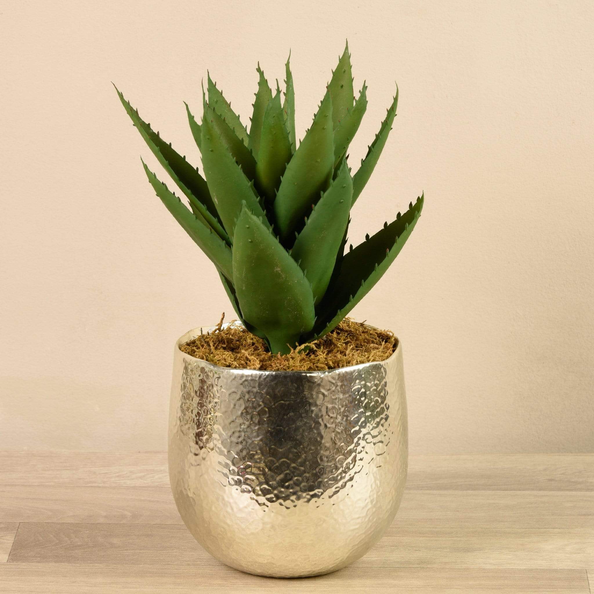 aloe vera plant dubai Potted Aloe – Bloomr