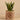 Plants-Potted Aloe (Discontinued)-Bloomr