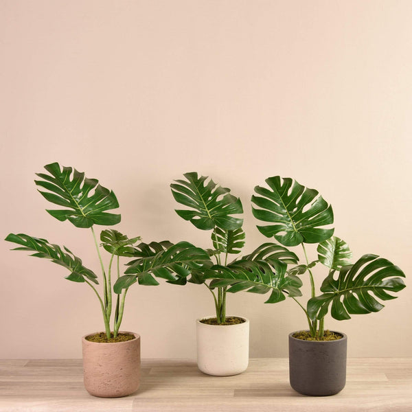 monstera plant dubai Potted Monstera Plant – Bloomr