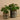 Plants-Potted Pancake (Discontinued)-Bloomr