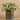 Plants-Artificial Potted Silver Falls (Discontinued)-Bloomr