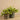 Plants-Potted Vanilla Leaf (Discontinued)-Bloomr