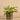 Plants-Potted Vanilla Leaf (Discontinued)-Bloomr
