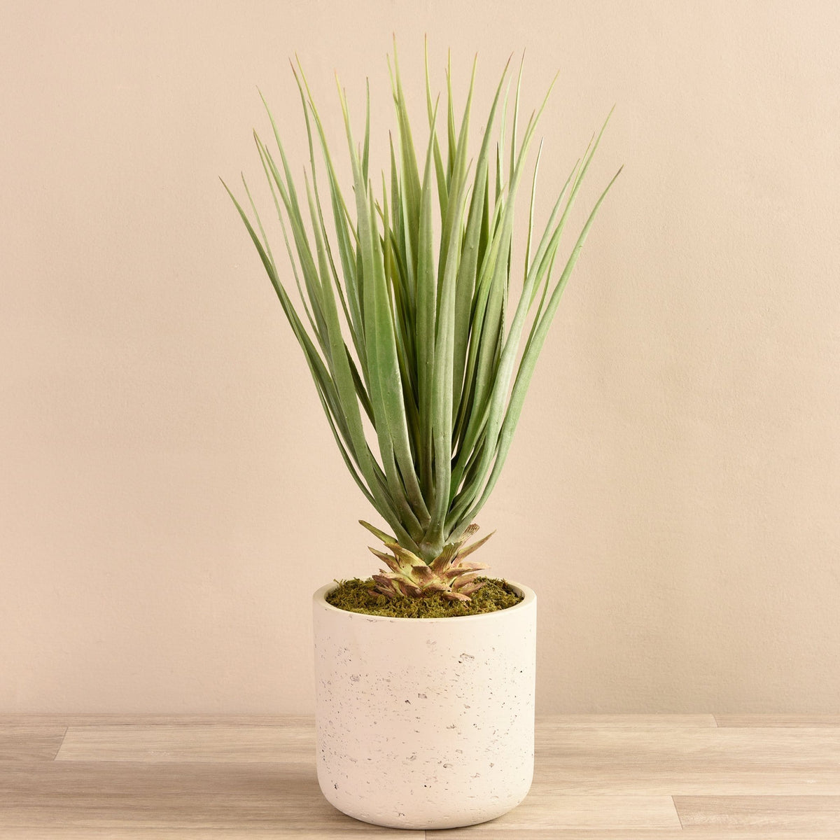Small Yucca Palm in Concrete Pot – Bloomr
