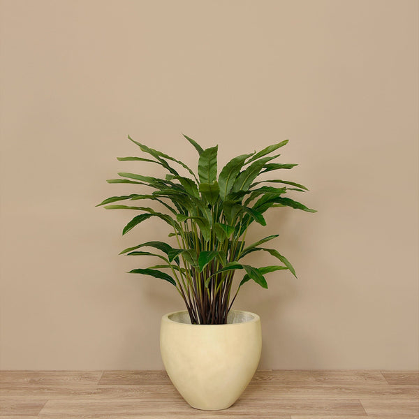 calathea ficus Artificial Calathea Tree 60cm – Bloomr