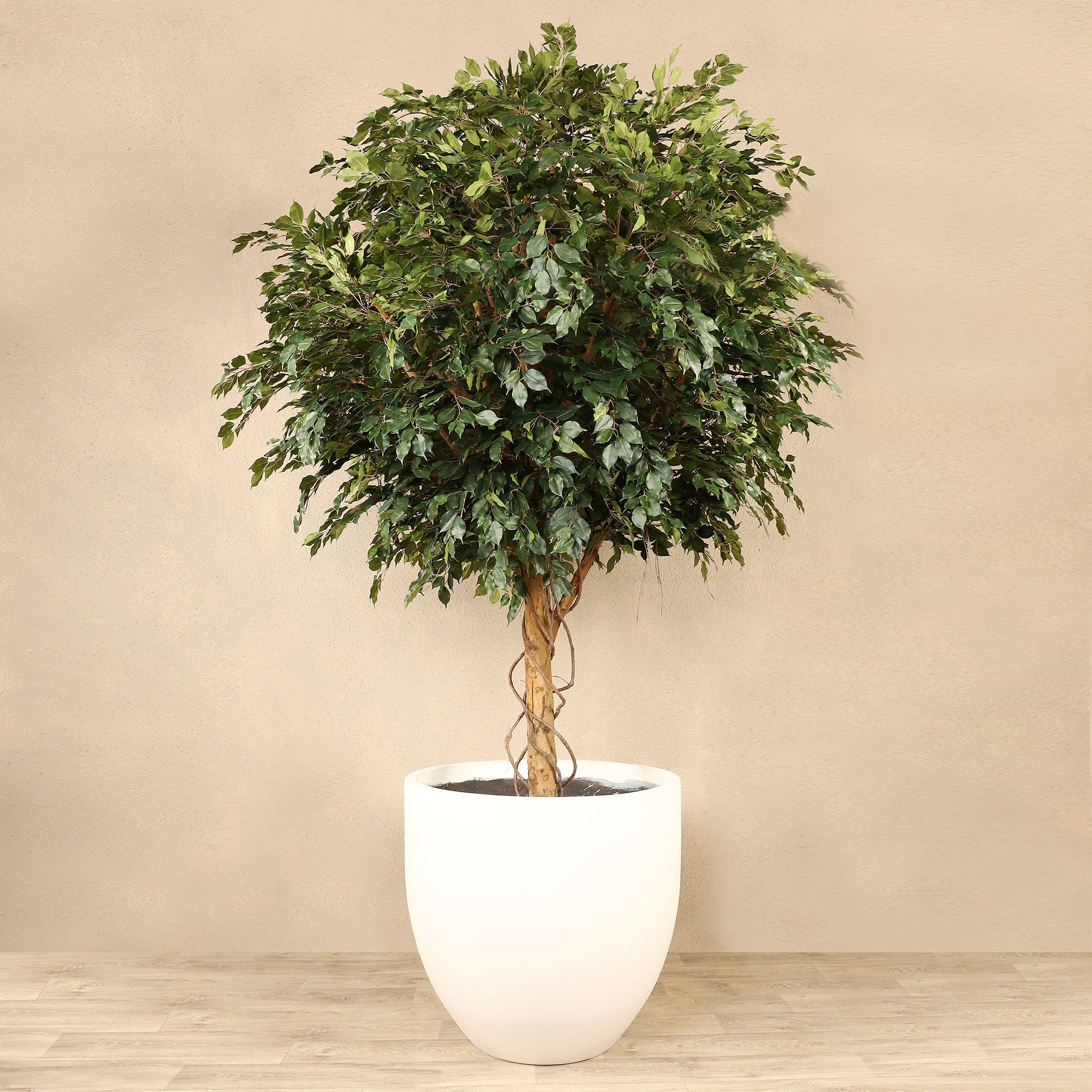 Künstlicher Ficus-Baum 320cm – Bloomr