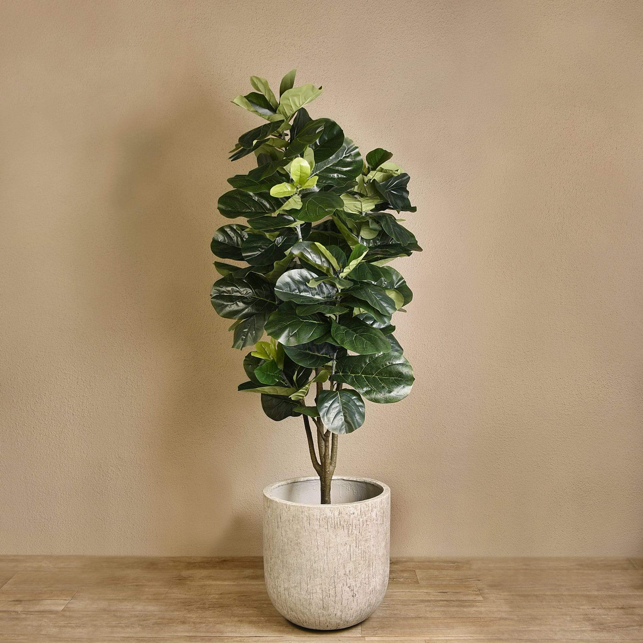 Fiddler Trees Artificial Fiddle Tree 230cm – Bloomr